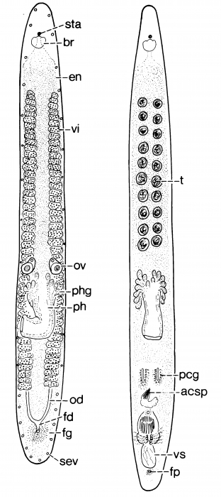 Calviria sublittoralis