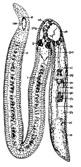 Cirrifera sopottehlersae Cirrifera sopottehlersae