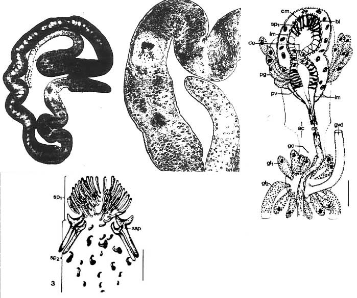 Cirrifera sopottehlersae Cirrifera sopottehlersae