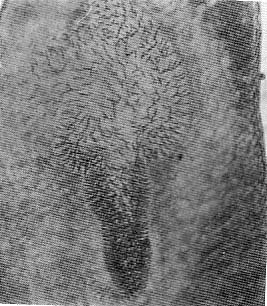 Cirrifera xantoderma Cirrifera xantoderma