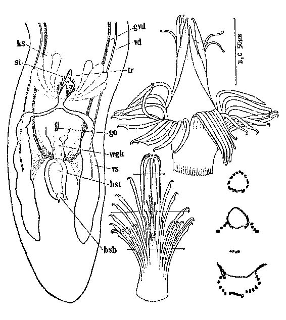 Coelogynopora alata Coelogynopora alata