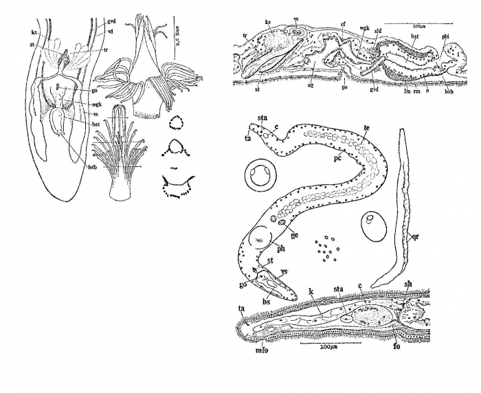 Coelogynopora alata Coelogynopora alata