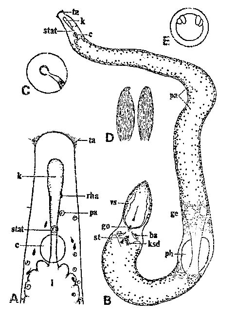 Coelogynopora birostrata Coelogynopora birostrata