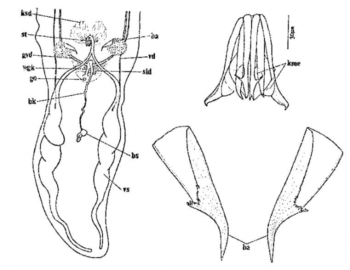 Coelogynopora birostrata Coelogynopora birostrata