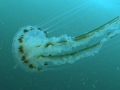 Scyphozoa (jelly fish)