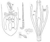Coelogynopora brachystyla