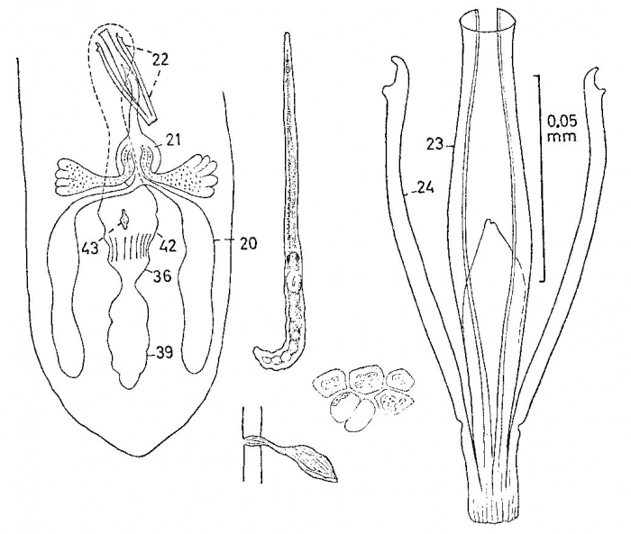 Coelogynopora brachystyla Coelogynopora brachystyla