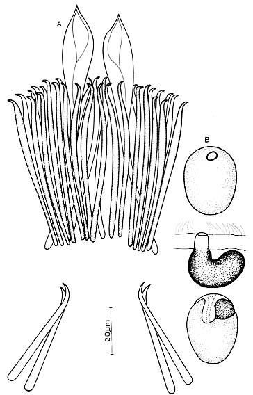Coelogynopora cochleare Coelogynopora cochleare