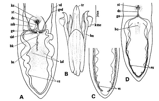 Coelogynopora coniuncta Coelogynopora coniuncta