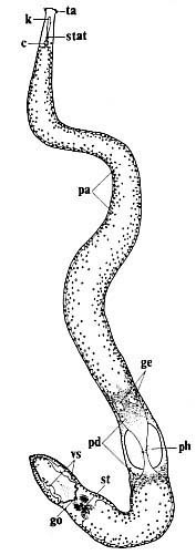 Coelogynopora coniuncta Coelogynopora coniuncta