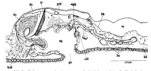 Coelogynopora coniuncta