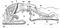 Platyhelminthes (flatworms)