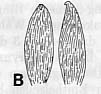 Coelogynopora coniuncta Coelogynopora coniuncta