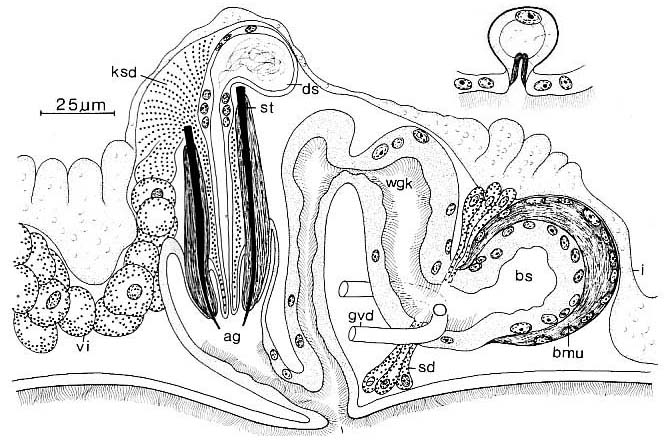 Coelogynopora falcaria Coelogynopora falcaria