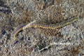 Polychaeta (bristle worms)