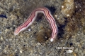 Polychaeta (bristle worms)