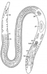 Coelogynopora falcaria