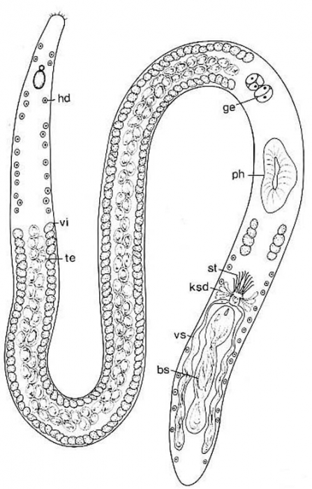 Coelogynopora falcaria Coelogynopora falcaria