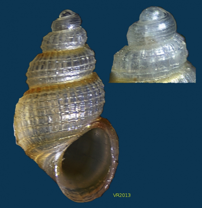 Alvania parvula (Jeffreys, 1884) Alvania parvula (Jeffreys, 1884)