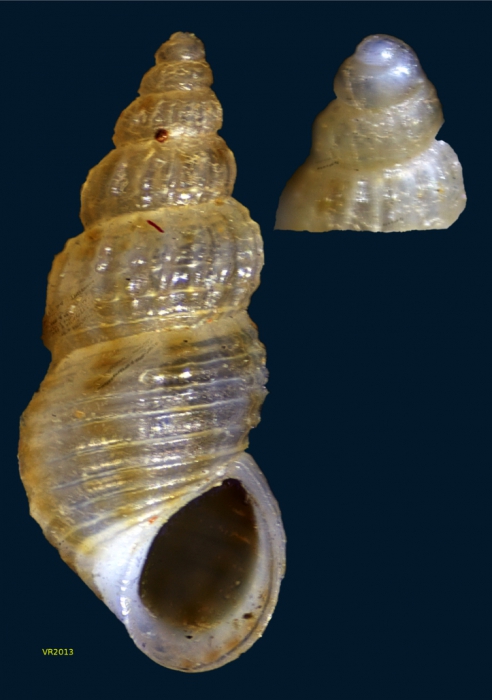 Alvania rudis (Philippi, 1844) Alvania rudis (Philippi, 1844)