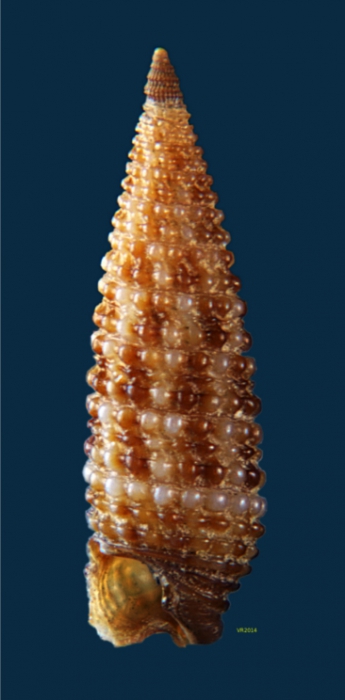 Pogonodon pseudocanaricus (Bouchet, 1985)