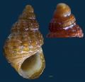 Mollusca (molluscs)