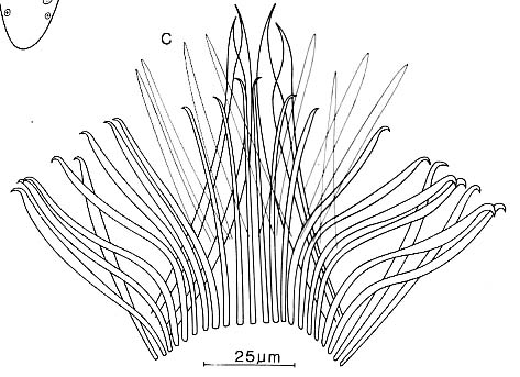 Coelogynopora falcaria Coelogynopora falcaria