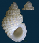 Caenogastropoda