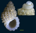 Mollusca (molluscs)