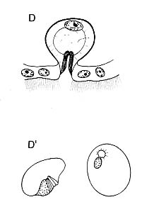Coelogynopora falcaria Coelogynopora falcaria