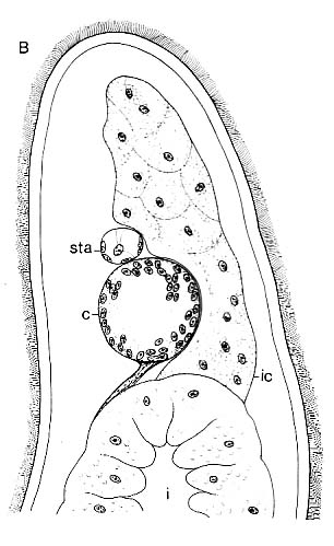 Coelogynopora falcaria Coelogynopora falcaria