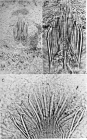 Coelogynopora falcaria