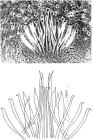 Coelogynopora frondifera