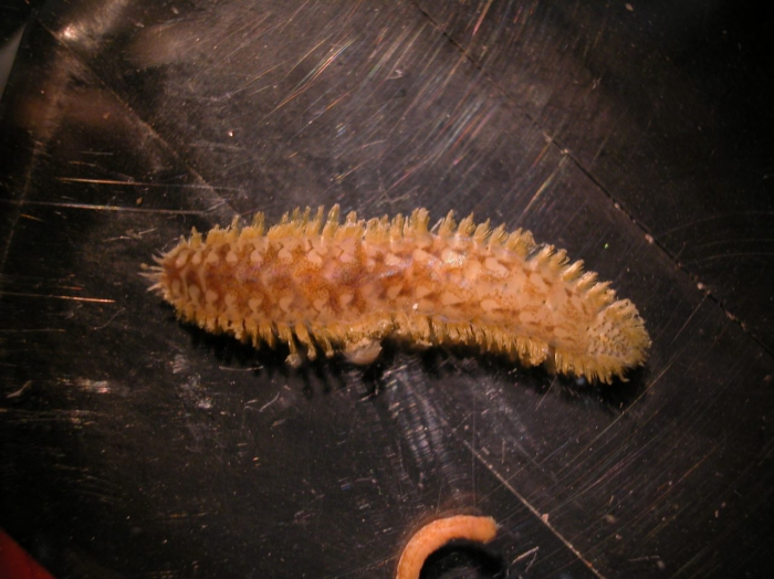 Harmothoe sp. Harmothoe sp.