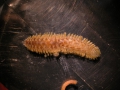 Polychaeta (bristle worms)