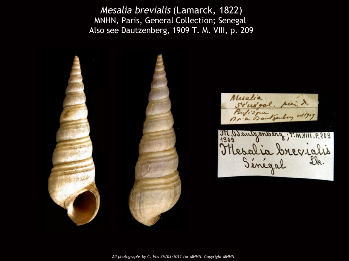 Mesalia brevialis (Lamarck, 1822) Mesalia brevialis (Lamarck, 1822)