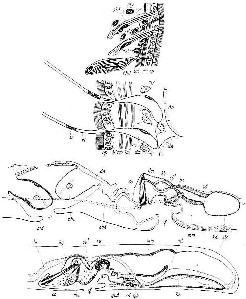 Coelogynopora gigantea Coelogynopora gigantea