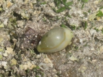 Caenogastropoda