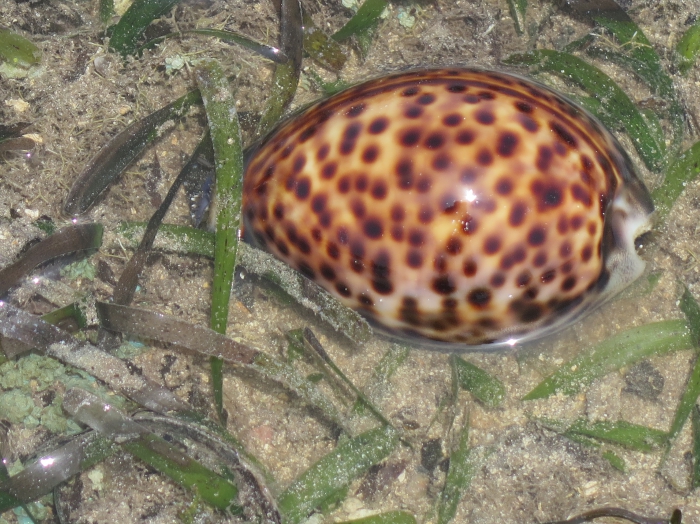 Cypraea tigris