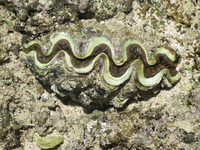 Tridacna maxima Tridacna maxima