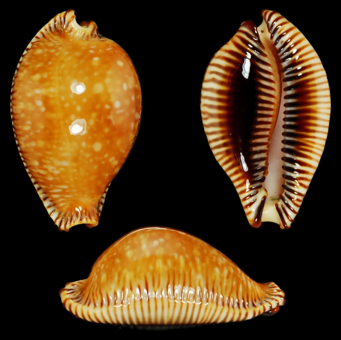 Perisserosa guttata surinensis Raybaudi Massilia, L., 1978	
