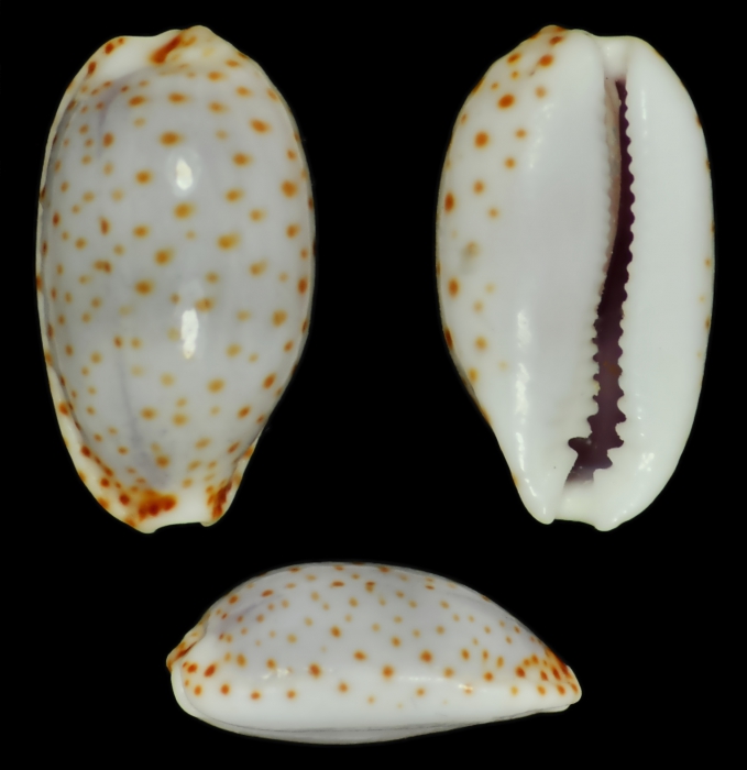 Naria irrorata