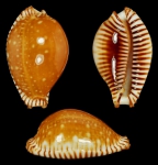 Perisserosa guttata var. azumai