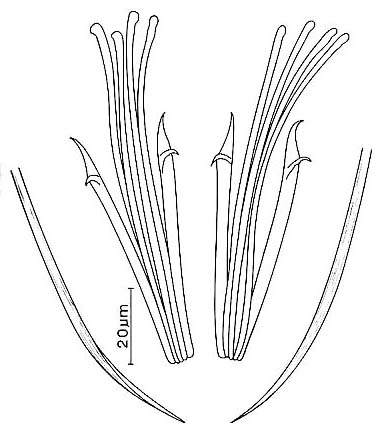 Coelogynopora nodosa Coelogynopora nodosa