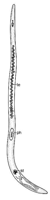 Coelogynopora nodosa Coelogynopora nodosa