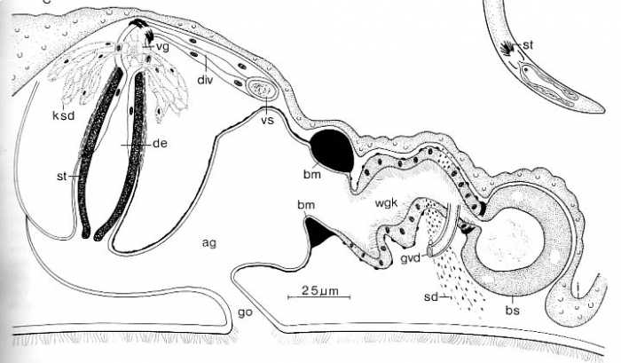 Coelogynopora nodosa Coelogynopora nodosa