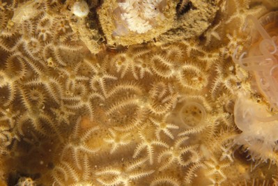 Ophiothrix fragilis (Abildgaard, in O.F. Müller, 1789) Ophiothrix fragilis (Abildgaard, in O.F. Müller, 1789)