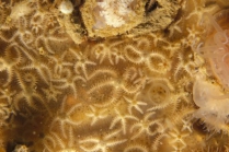 Ophiothrix fragilis (Abildgaard, in O.F. Mler, 1789) 