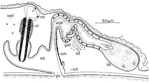 Coelogynopora scalpri Coelogynopora scalpri