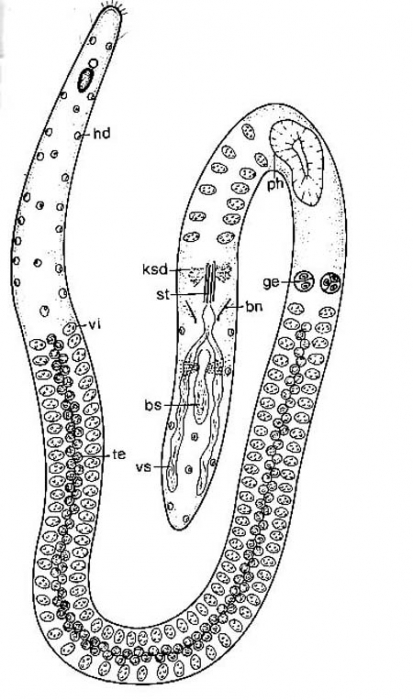 Coelogynopora scalpri Coelogynopora scalpri